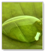 Ecology Dissertations
