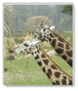 Zoology Dissertations