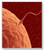 biology thesis